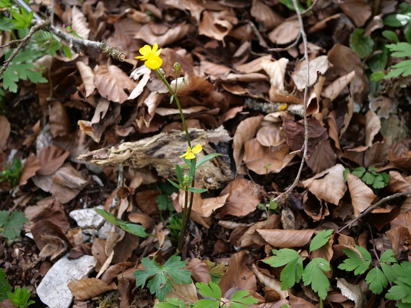 Ranunculus carinthiacus, photographed by Wolfgang Jauch