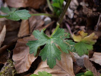 Ranunculus carinthiacus, photographed by Wolfgang Jauch