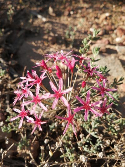 Hessea stellaris, photographed by Danie Palm