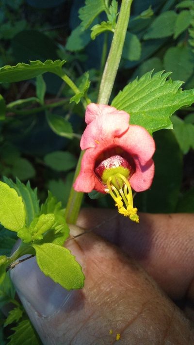 Alonsoa peduncularis, photographed by kevin koen