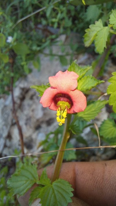 Alonsoa peduncularis, photographed by kevin koen