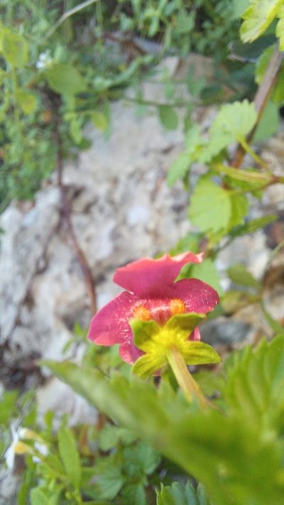 Alonsoa peduncularis, photographed by kevin koen