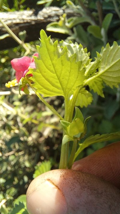 Alonsoa peduncularis, photographed by kevin koen