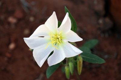 Oenothera albicaulis, photographed by Catherine C. Galley
