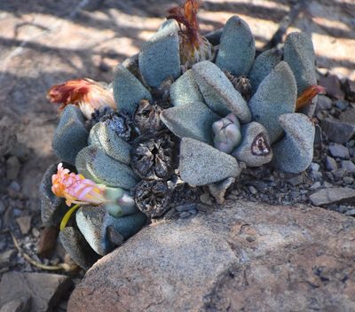 Pleiospilos compactus, photographed by Justin Ponder