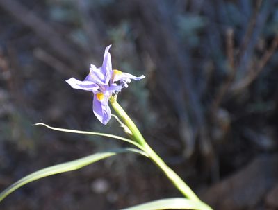 Moraea polystachya, photographed by Justin Ponder