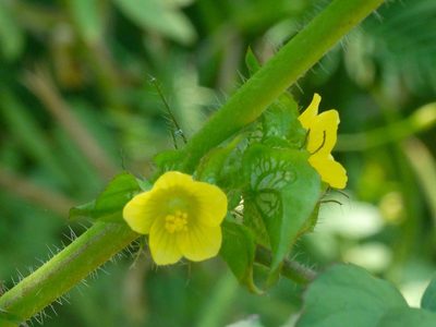 Malachra alceifolia, photographed by Francisco Farriols Sarabia