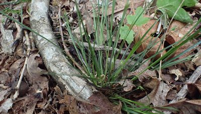 Carex willdenowii, photographed by John Abrams