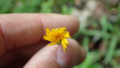 Krigia dandelion, photographed by John Abrams