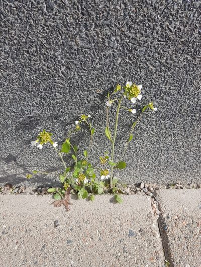 Arabidopsis suecica, photographed by Ilkka Tuunainen