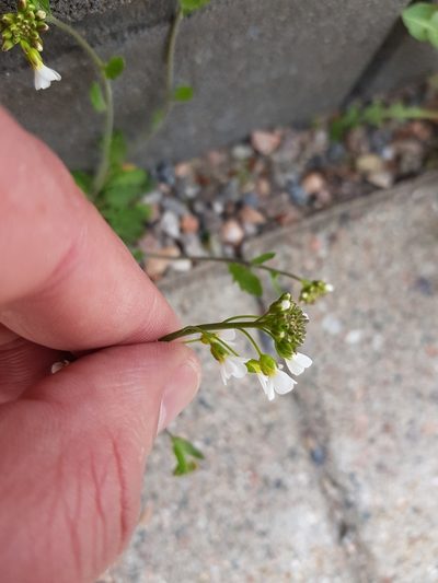 Arabidopsis suecica, photographed by Ilkka Tuunainen