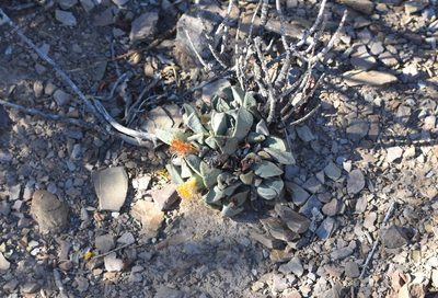 Pleiospilos compactus, photographed by Justin Ponder
