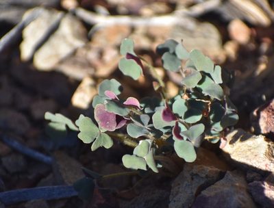 Oxalis punctata, photographed by Justin Ponder