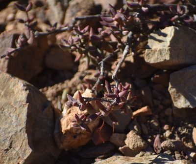 Crassula subaphylla, photographed by Justin Ponder
