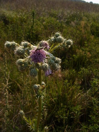 Cirsium brachycephalum, photographed by Zoltán Nagy