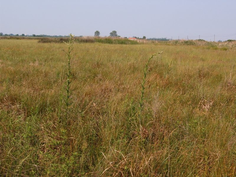 Cirsium brachycephalum, photographed by Zoltán Nagy