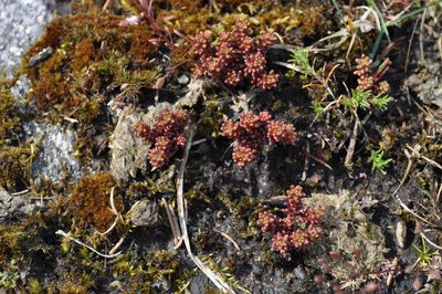 Sedum annuum, photographed by Albin Larsson