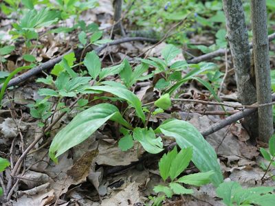 Erythronium caucasicum, photographed by Юрий Данилевский (Yuriy Danilevsky)