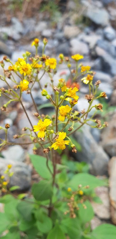 Trigonospermum melampodioides, photographed by Eugenio Padilla