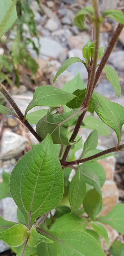 Trigonospermum melampodioides, photographed by Eugenio Padilla