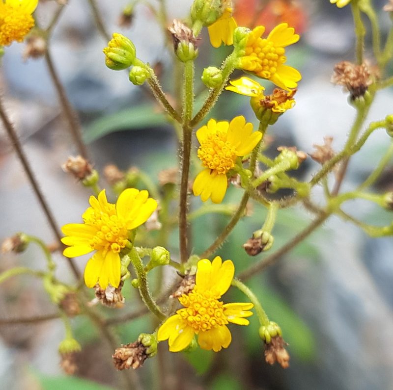Trigonospermum melampodioides, photographed by Eugenio Padilla
