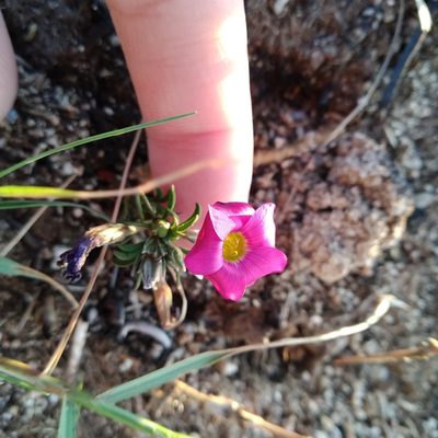 Oxalis hirta, photographed by De Waal Hugo