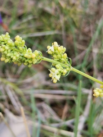 Galium lucidum, photographed by Roland Godon