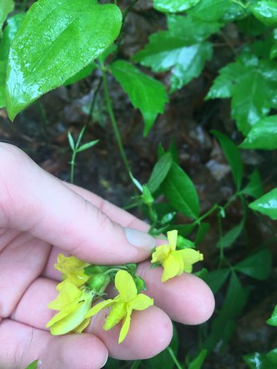 Thermopsis mollis, photographed by Jessica