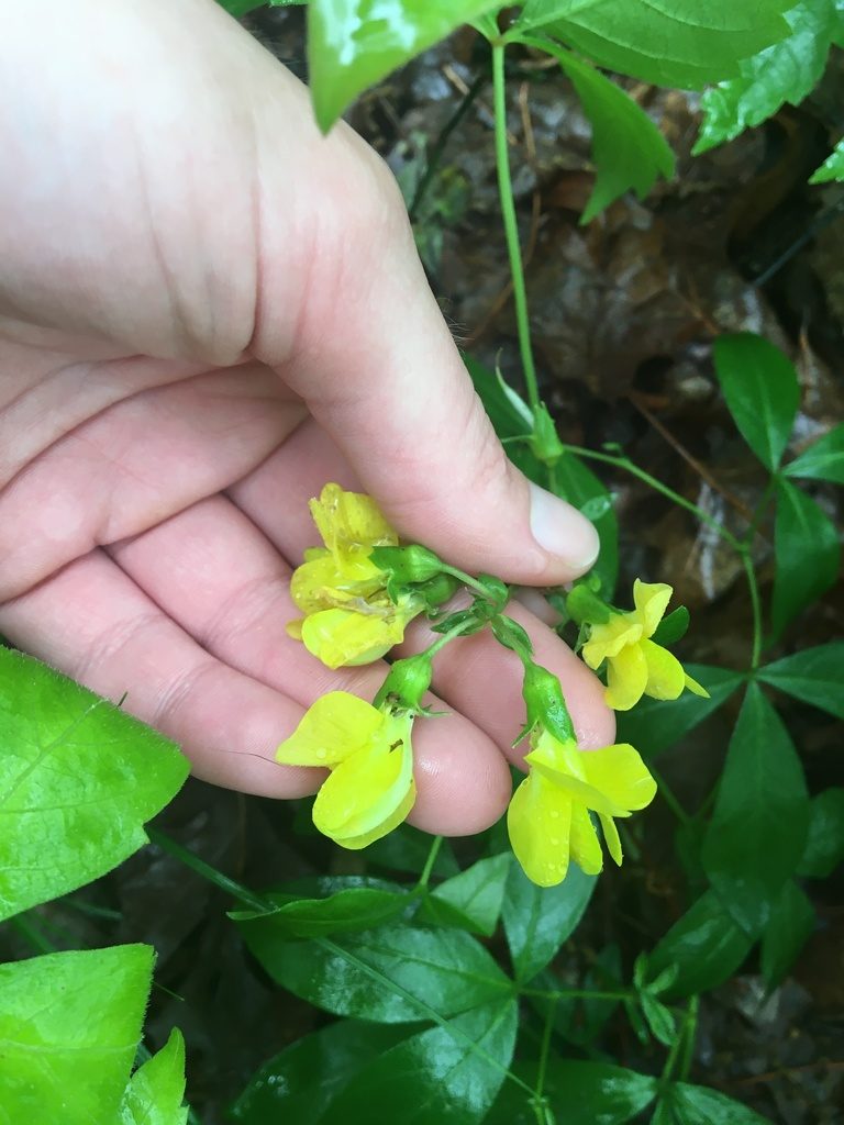 Thermopsis mollis, photographed by Jessica