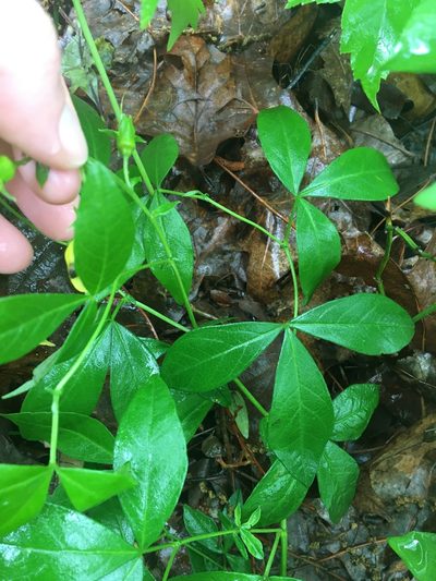 Thermopsis mollis, photographed by Jessica