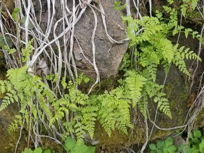 Cystopteris tenuis, photographed by Micki Colbeck