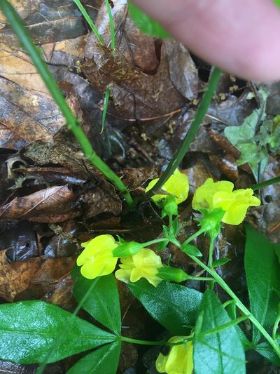 Thermopsis mollis, photographed by Jessica