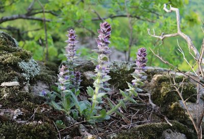 Ajuga orientalis, photographed by Юрий Данилевский (Yuriy Danilevsky)
