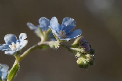 Lappula barbata, photographed by Sergey Cherkasov