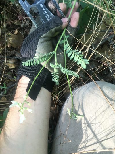 Astragalus congdonii, photographed by Justin Felder