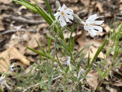 Phlox bifida, photographed by William D. Leodinh
