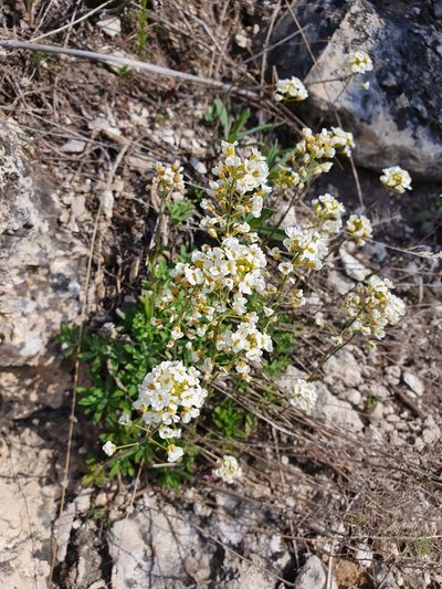 Draba podolica, photographed by Анна Митрошенкова