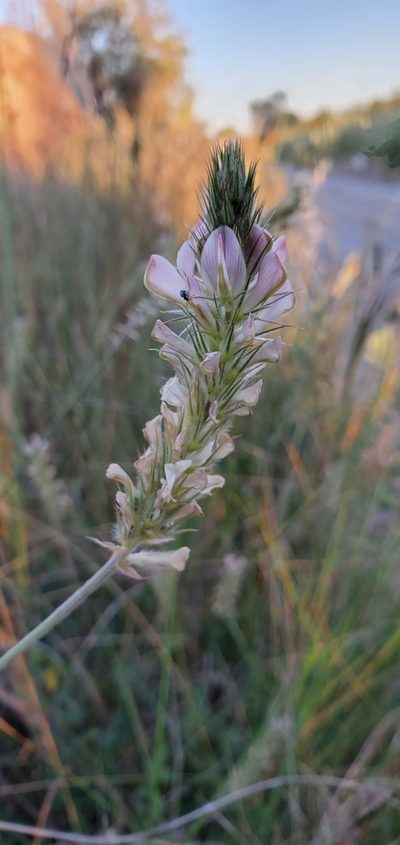 Onobrychis alba, photographed by Silvia Scandura