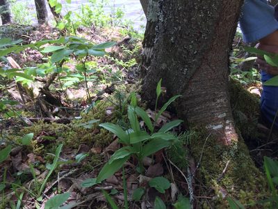 Cypripedium arietinum, photographed by Mary E. Macaulay, P.Eng.