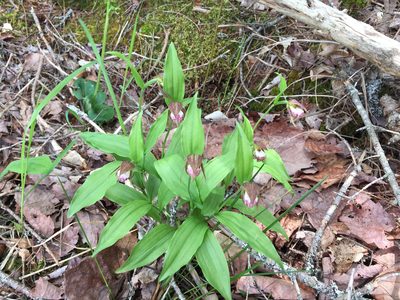 Cypripedium arietinum, photographed by Mary E. Macaulay, P.Eng.