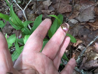 Cypripedium arietinum, photographed by Mary E. Macaulay, P.Eng.