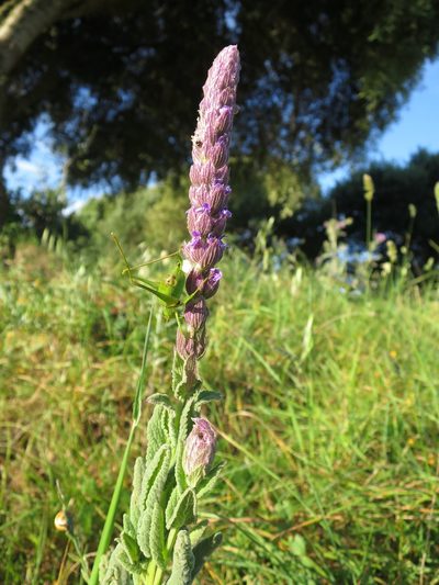Nepeta tuberosa, photographed by Ricardo Lima