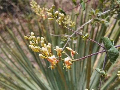 Lonicera interrupta, photographed by Daniel S.