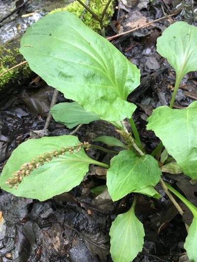 Plantago cordata, photographed by Bonnie Isaac