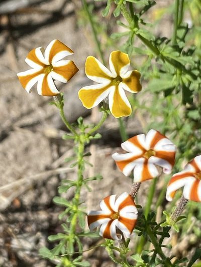 Jamesbrittenia albomarginata, photographed by Dave U