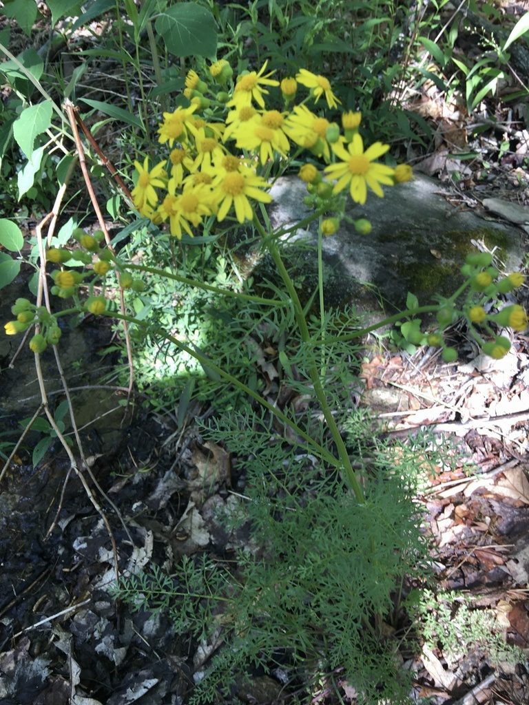 Packera millefolium, photographed by Dianne Ford