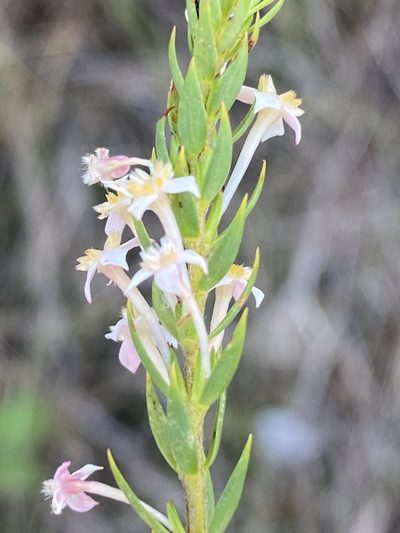 Struthiola salteri, photographed by Dave U