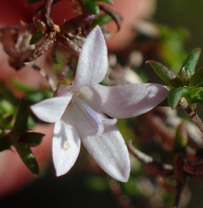 Wahlenbergia thunbergii, photographed by Nicola van Berkel