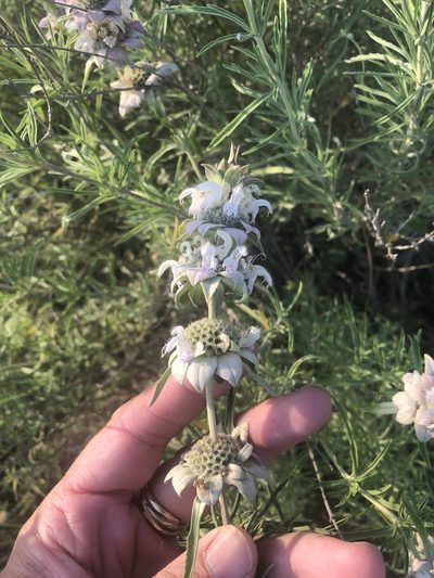 Monarda fruticulosa, photographed by Sam Kieschnick