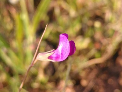 Lathyrus angulatus, photographed by Yves Bas